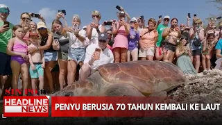 Penyu Berusia 70 Tahun Kembali Ke Laut