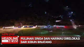 Puluhan Singa Dan Harimau Direlokasi Dari Kebun Binatang