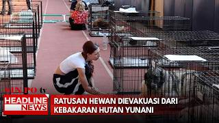 Ratusan Hewan Dievakuasi Dari Kebakaran Hutan Yunani
