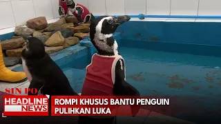 Rompi Khusus Bantu Penguin Pulihkan Luka