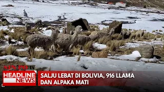 Salju Lebat Di Bolivia, 916 Llama dan Alpaka Mati