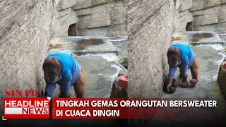 Tingkah Gemas Orangutan Bersweater Di Cuaca Dingin