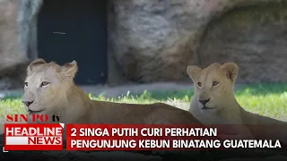 2 Singa Putih Curi Perhatian Pengunjung Kebun Binatang Guatemala