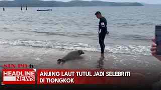 Anjing Laut Tutul Jadi Selebriti di Tiongkok