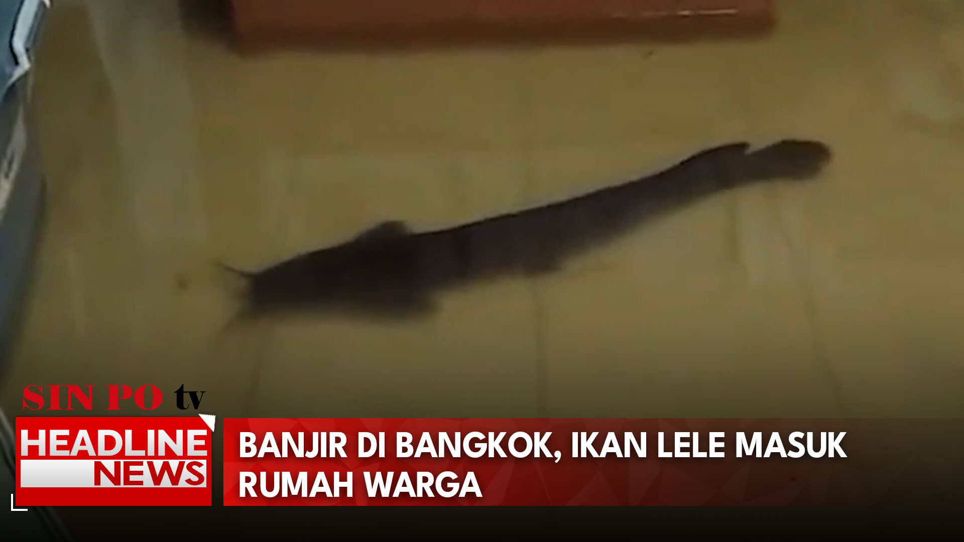 Banjir di Bangkok, Ikan Lele Masuk Rumah Warga