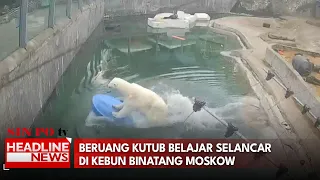 Beruang Kutub Belajar Selancar Di Kebun Binatang Moskow