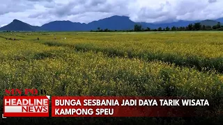 Bunga Sesbania Jadi Daya Tarik Wisata Kampong Speu