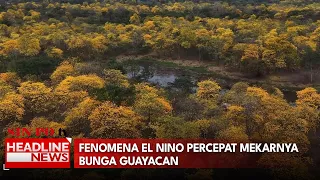 Fenomena El Nino Percepat Mekarnya Bunga Guayacan