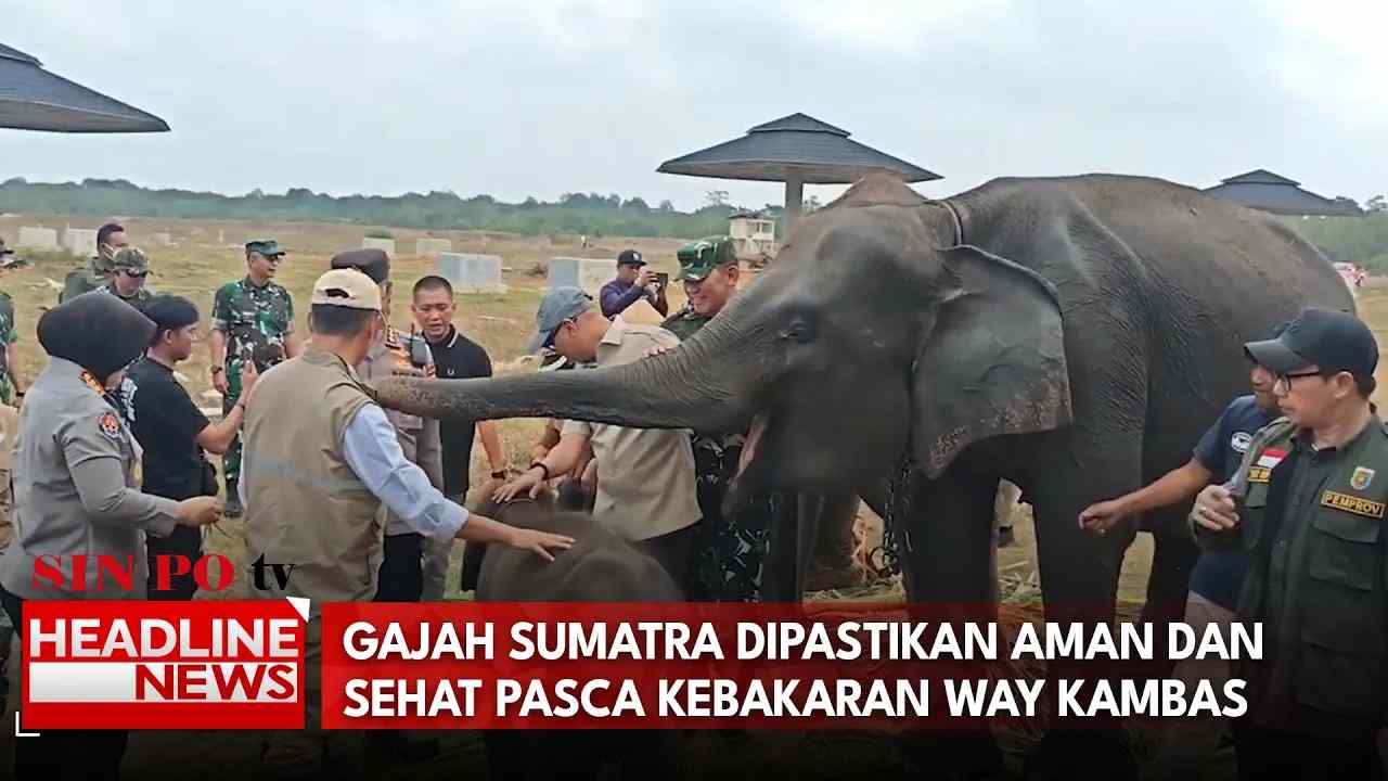 Gajah Sumatra Dipastikan Aman Dan Sehat Pasca Kebakaran Way Kambas