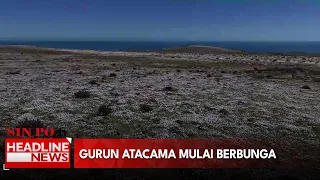 Gurun Atacama Mulai Berbunga