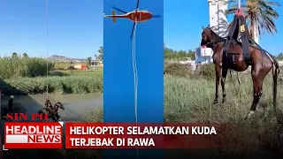 Helikopter Selamatkan Kuda Terjebak Di Rawa