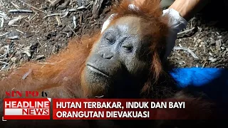 Hutan Terbakar, Induk Dan Bayi Orangutan Dievakuasi