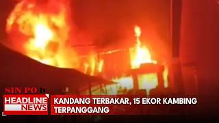 Kandang Terbakar, 15 Ekor Kambing Terpanggang