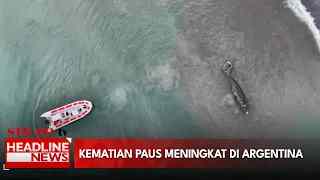 Kematian Paus Meningkat Di Argentina