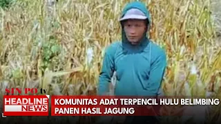 Komunitas Adat Terpencil Hulu Belimbing Panen Hasil Jagung
