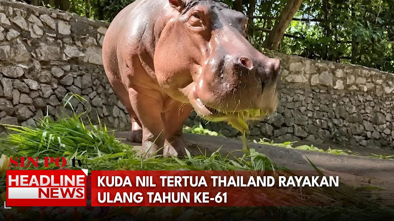 Kuda Nil Tertua Thailand Rayakan Ulang Tahun Ke-61