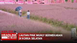 Lautan Pink Muhly Bermekaran Di Korea Selatan