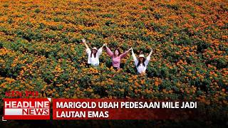 Marigold Ubah Pedesaan Mile Jadi Lautan Emas
