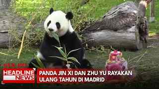 Panda Jin Xi Dan Zhu Yu Rayakan Ulang Tahun Di Madrid