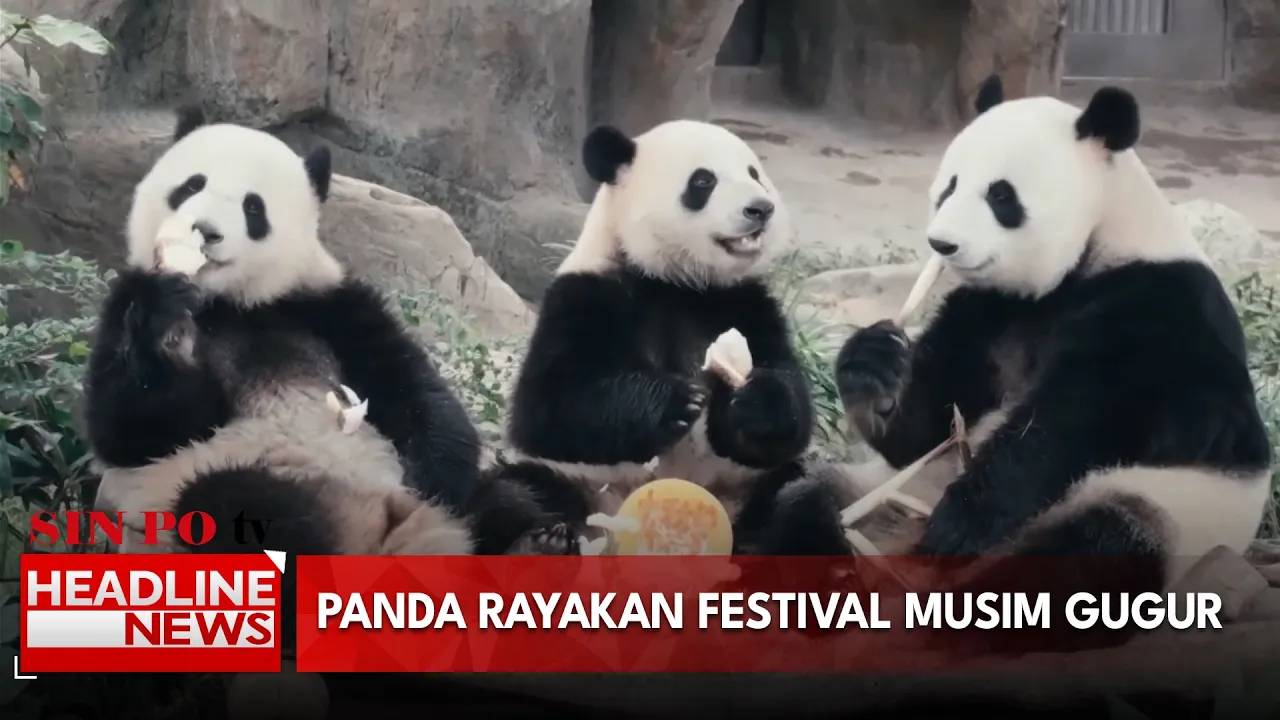Panda Rayakan Festival Musim Gugur