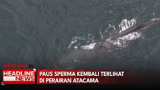 Paus Sperma Kembali Terlihat di Perairan Atacama