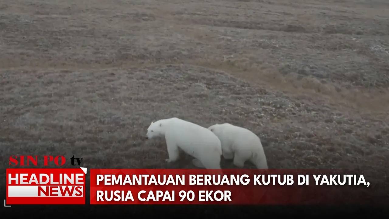 Pemantauan Beruang Kutub di Yakutia, Rusia Capai 90 Ekor