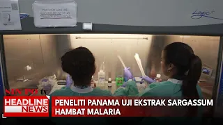 Peneliti Panama Uji Ekstrak Sargassum Hambat Malaria