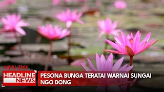 Pesona Bunga Teratai Warnai Sungai Ngo Dong