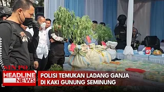 Polisi Temukan Ladang Ganja Di Kaki Gunung Seminung