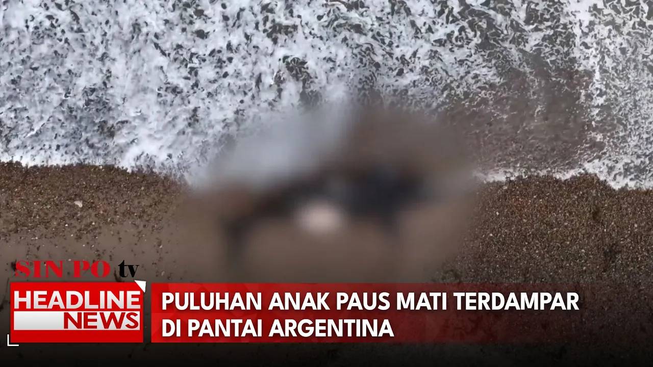 Puluhan Anak Paus Mati Terdampar di Pantai Argentina