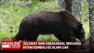 Selamat Dari Kebakaran, Beruang Hitam Kembali Ke Alam Liar
