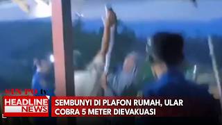 Sembunyi Di Plafon Rumah, Ular Cobra 5 Meter Dievakuasi