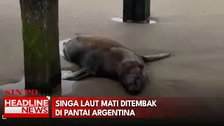 Singa Laut Mati Ditembak Di Pantai Argentina