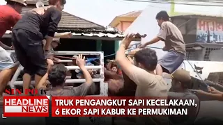 Truk Pengangkut Sapi Kecelakaan, 6 Ekor Sapi Kabur Ke Permukiman