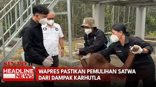 Wapres Pastikan Pemulihan Satwa Dari Dampak Karhutla