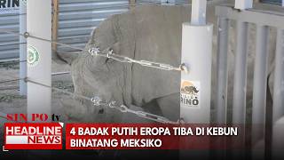 4 Badak Putih Eropa Tiba di Kebun Binatang Meksiko