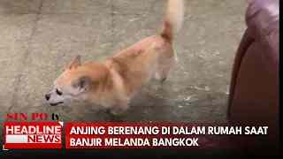 Anjing Berenang Di Dalam Rumah Saat Banjir Melanda Bangkok