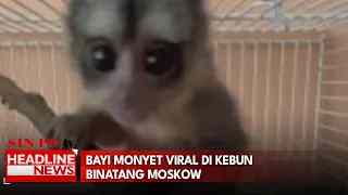 Bayi Monyet Viral Di Kebun Binatang Moskow