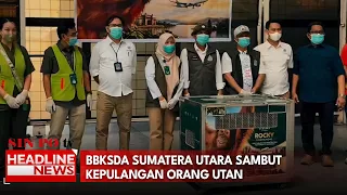 BBKSDA Sumatera Utara Sambut Kepulangan Orang Utan