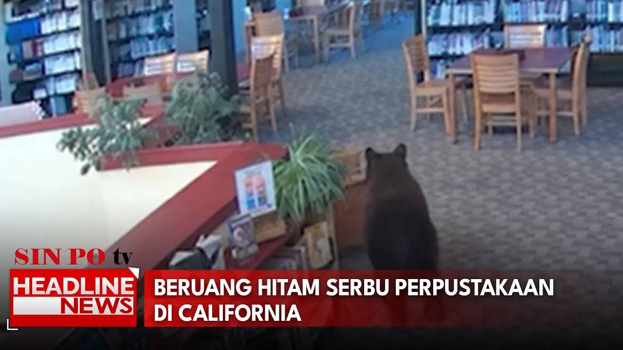 Beruang Hitam Serbu Perpustakaan Di California