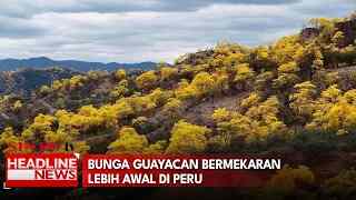 Bunga Guayacan Bermekaran Lebih Awal Di Peru