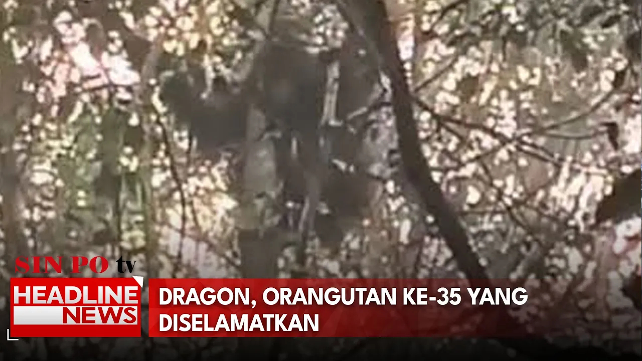 Dragon, Orangutan Ke-35 Yang Diselamatkan