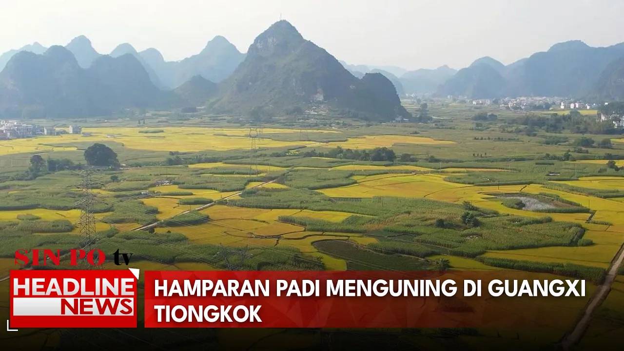 Hamparan Padi Menguning di Guangxi Tiongkok