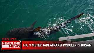 Hiu 3 Meter Jadi Atraksi Populer Di Busan