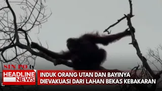 Induk Orang Utan Dan Bayinya Dievakuasi Dari Lahan Bekas Kebakaran