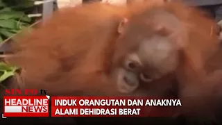 Induk Orangutan Dan Anaknya Alami Dehidrasi Berat