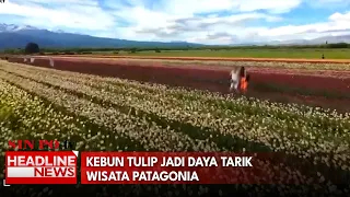 Kebun Tulip Jadi Daya Tarik Wisata Patagonia