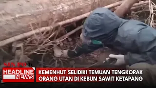 Kemenhut Selidiki Temuan Tengkorak Orang Utan di Kebun Sawit Ketapang
