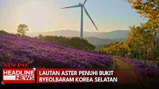 Lautan Aster Penuhi Bukit Byeolbaram Korea Selatan