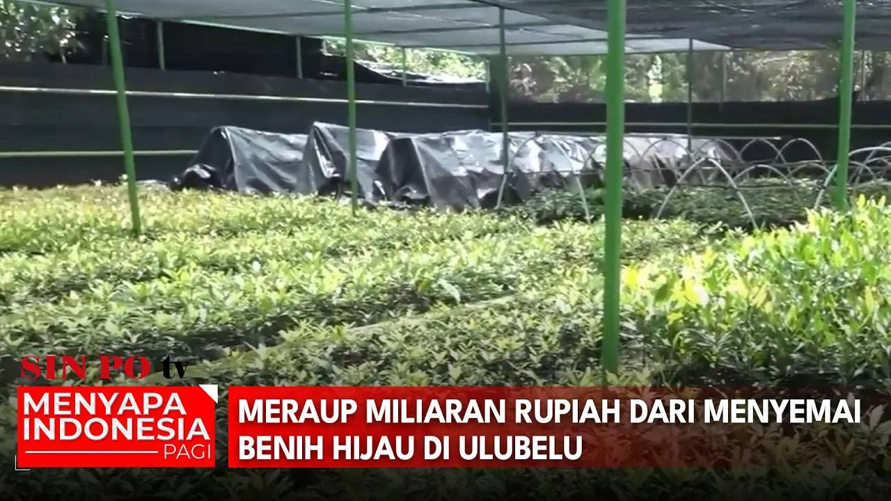 Meraup Miliaran Rupiah Dari Menyemai Benih Hijau Di Ulubelu